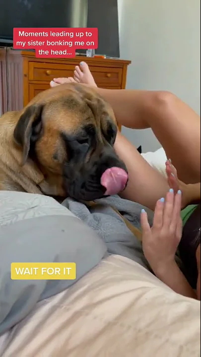Shorts images